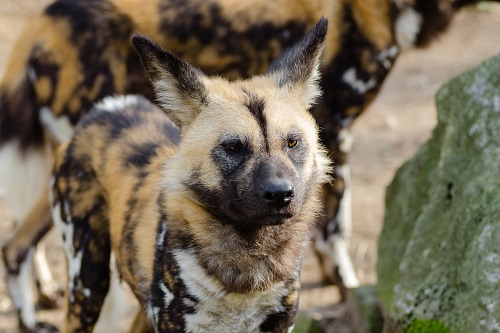 Wild dog