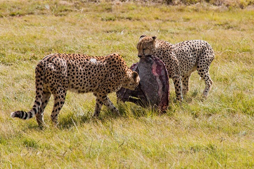 cheetahs eating