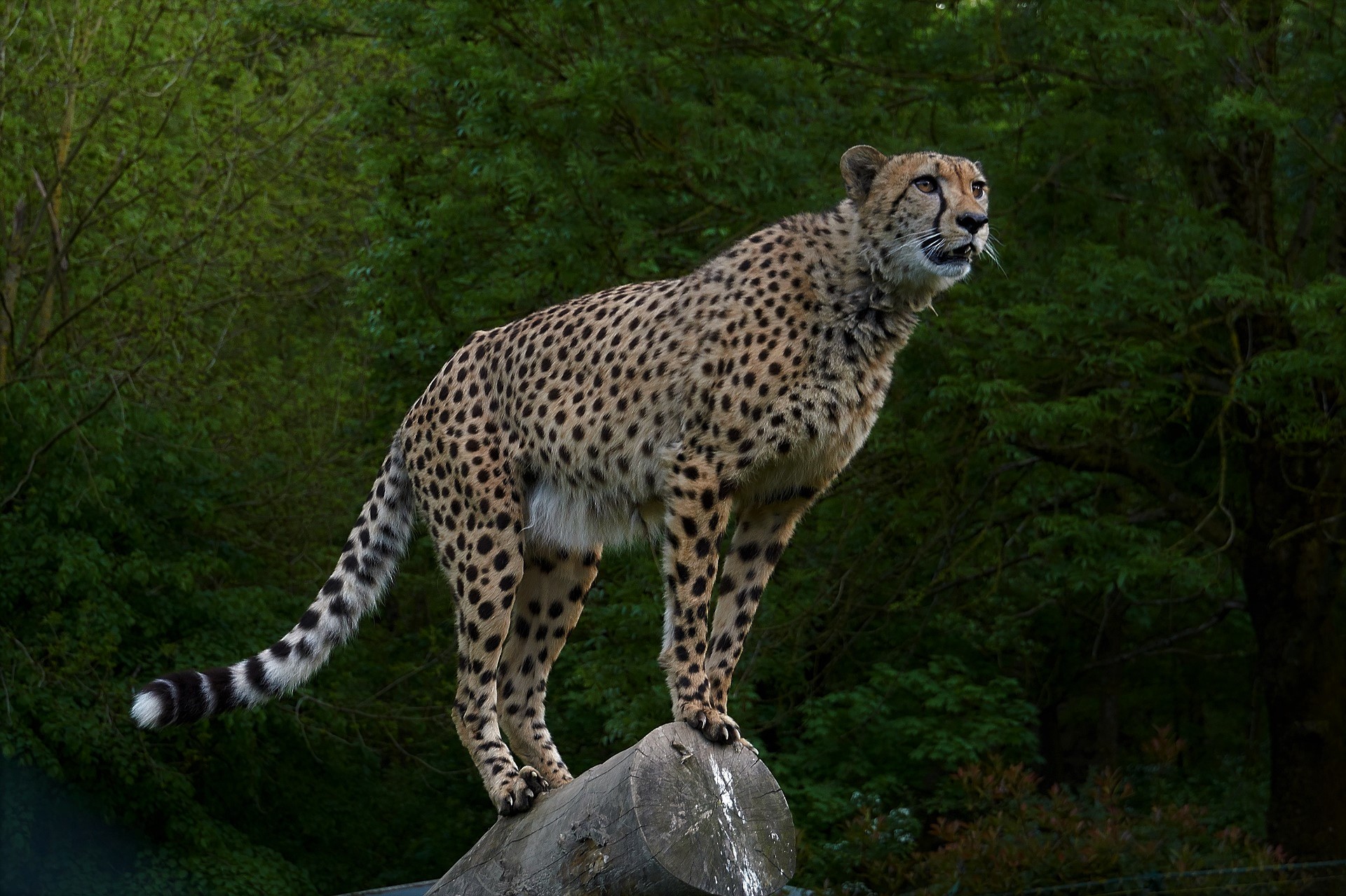 cheetah on rock