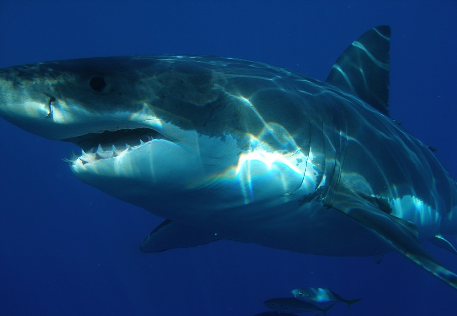 great white shark swimming
