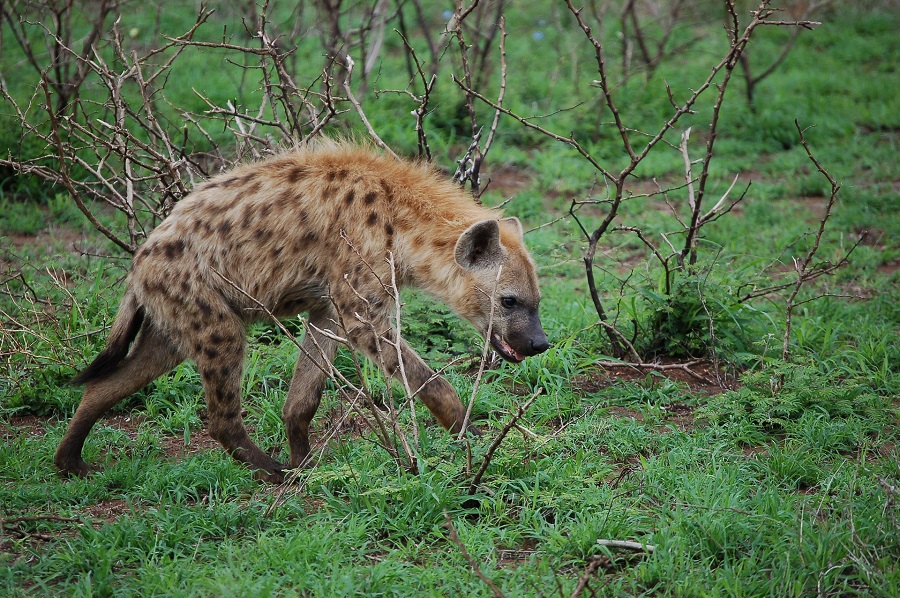 hyena