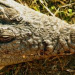 crocodile from above