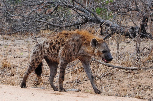hyena