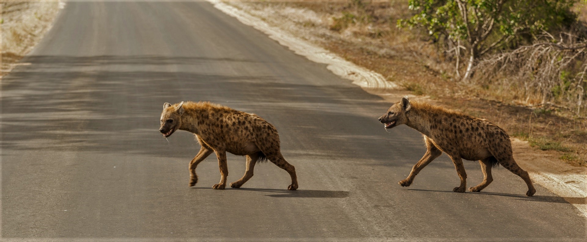 Are Hyenas Dogs Or Cat Family