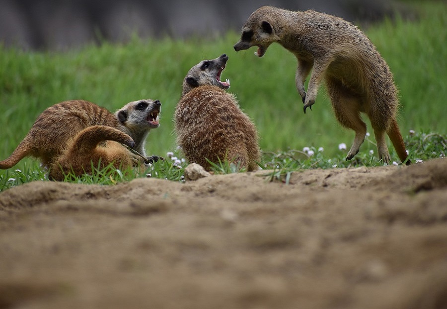 meerkat fighting