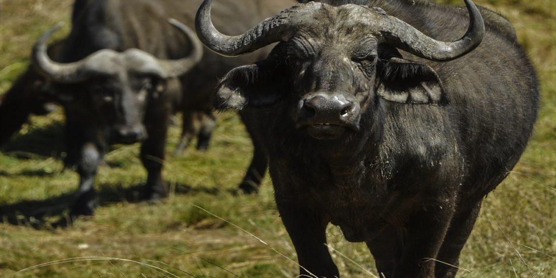 cape buffalo