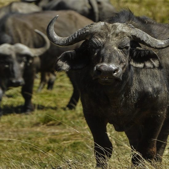 cape buffalo
