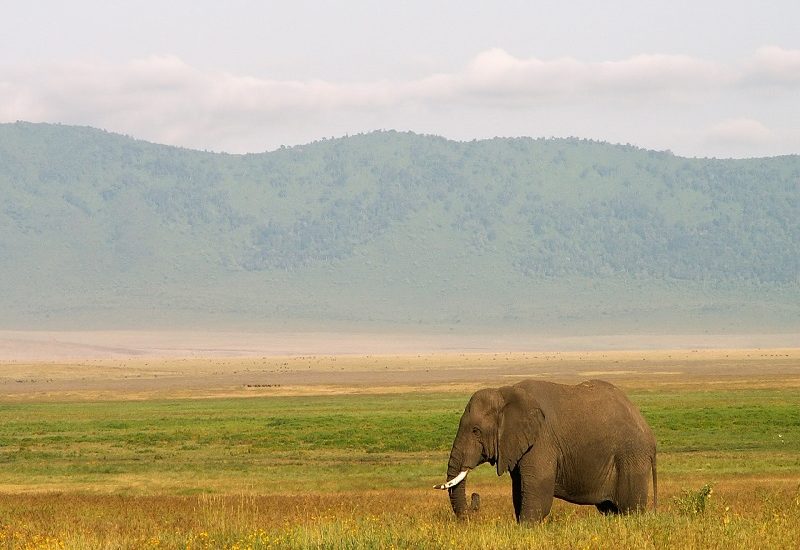 elephant tanzania