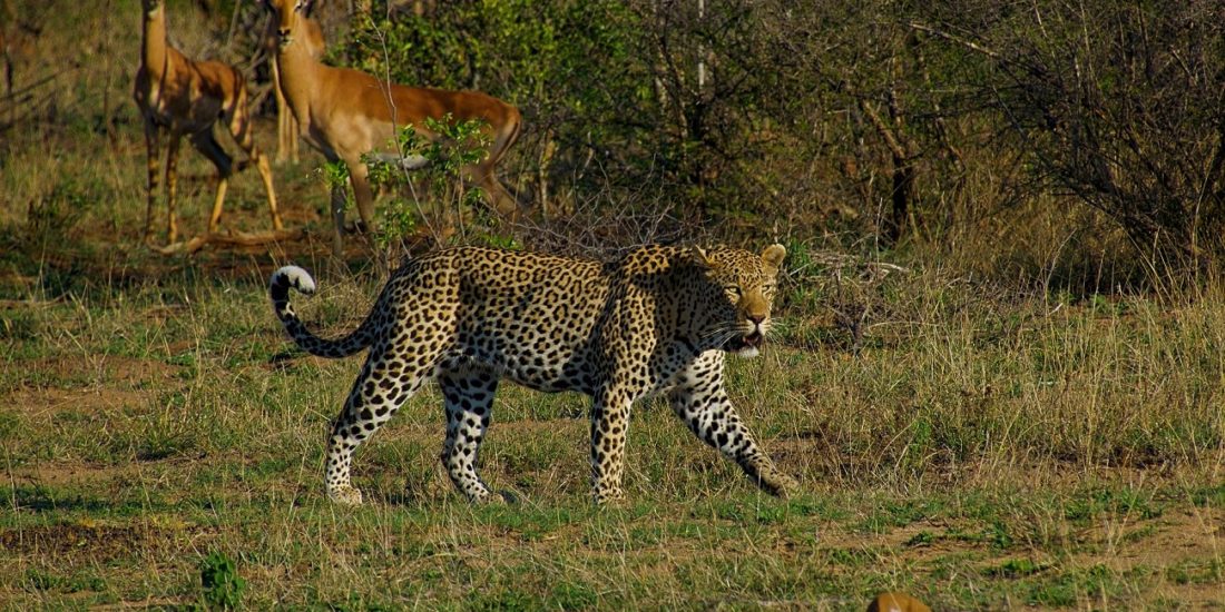 leopard